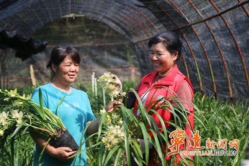 宁远：兰花种植助农增收2_副本500.jpg