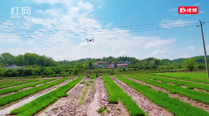 科技“插翅膀”，春耕不等人——衡南七塘村无人机“双机联播”抢农时
