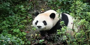 中美开启新一轮大熊猫保护合作