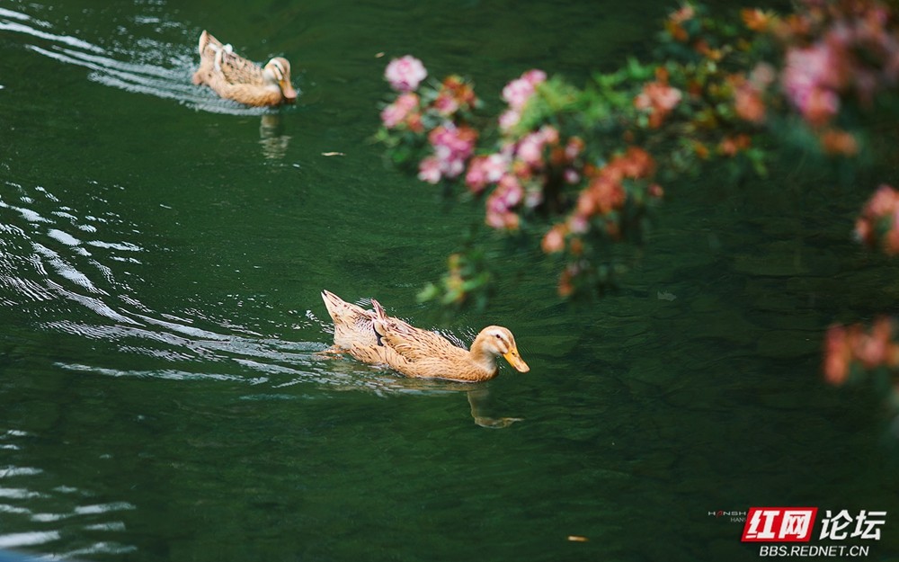 鸭戏红影间：古诗词里走出来的春信使者
