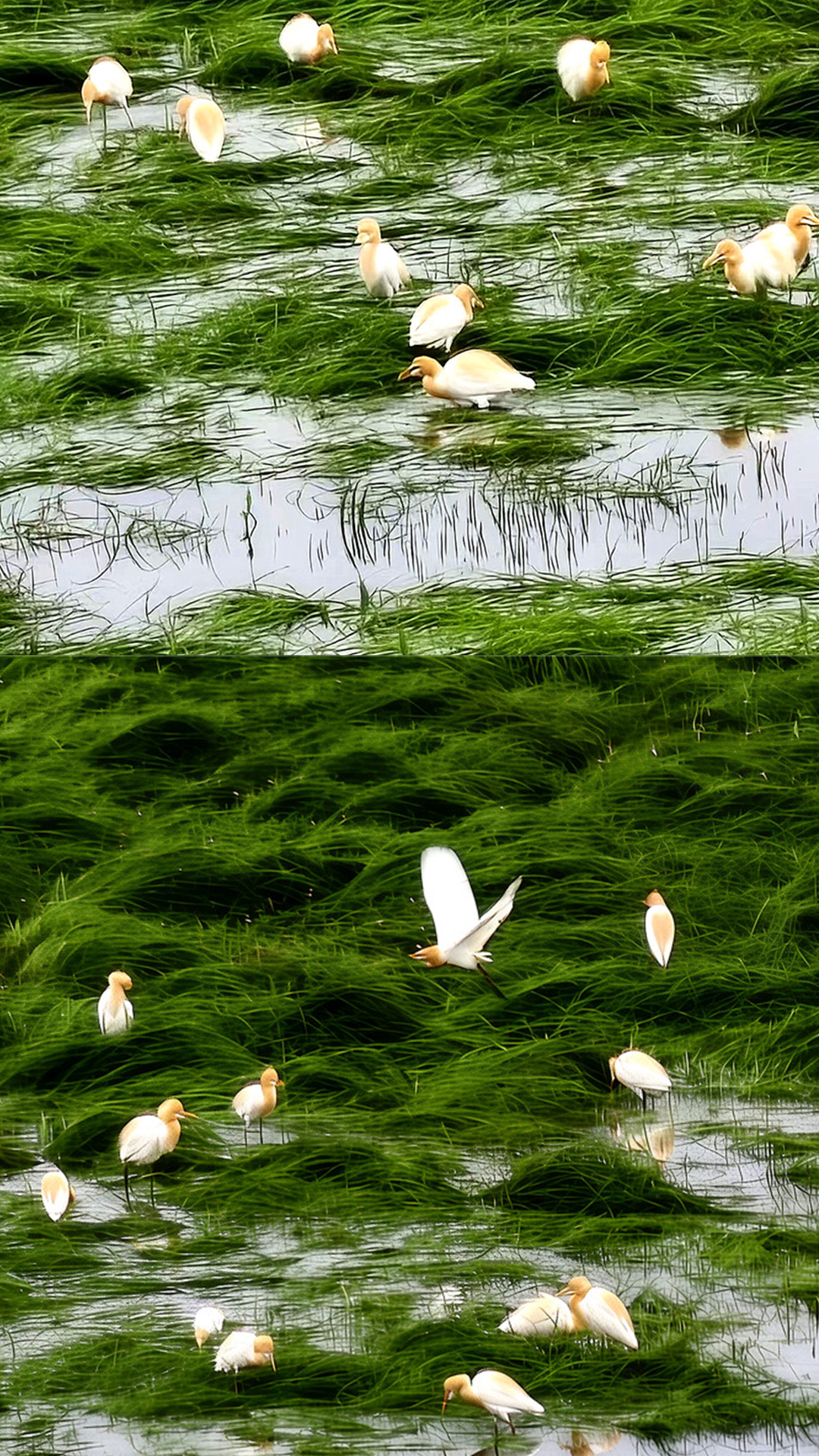东洞庭湖湿地惊现牛背鹭