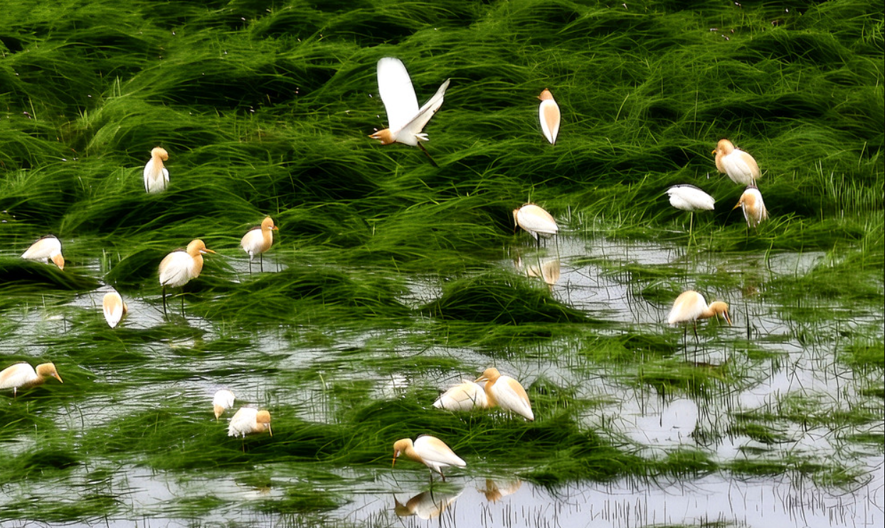 东洞庭湖七星湖湿地，惊现大群牛背鹭