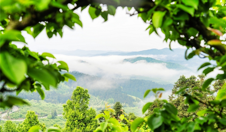 【每日一图@湖南】靖州排牙山万亩梨园，春日绿意太治愈