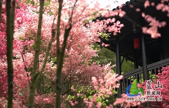 蓝山县云冰山：四月春“枫”正好 游人纷至沓来