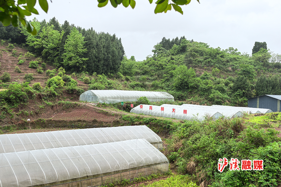 达岚育苗大棚.jpg