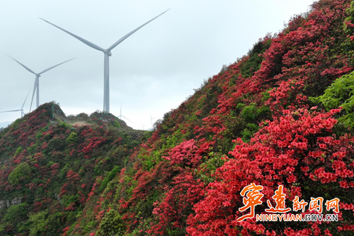 【美景不远·就在宁远】宁远：万亩杜鹃次第开 云海风车伴君阅_副本500.png