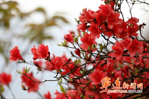 【美景不远·就在宁远】宁远：万亩杜鹃次第开 云海风车伴君阅2_副本500.png