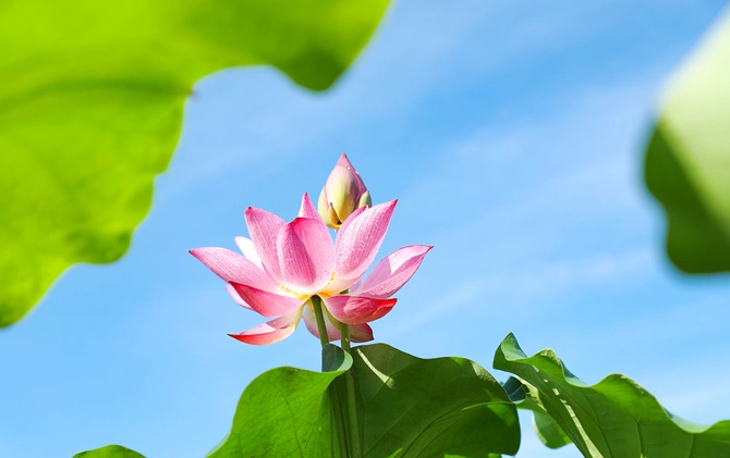 芙蓉·小说丨夏天敏：建房