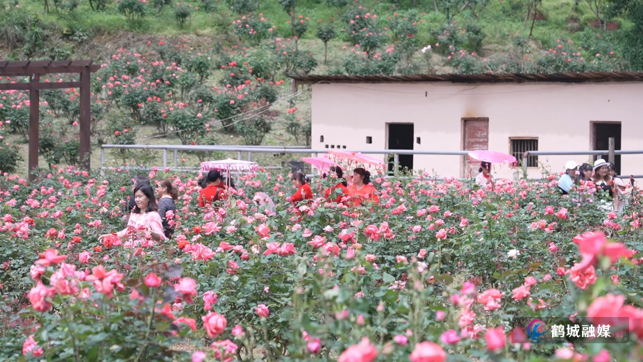 怀化市鹤城区：乡村玫瑰园盛放 赴一场春日浪漫之约（半成品）.mp4_20260430_160937.251.jpg