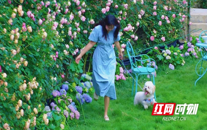 古丈县：“花田经济”绘新景 青年返乡打造“最美庭院”