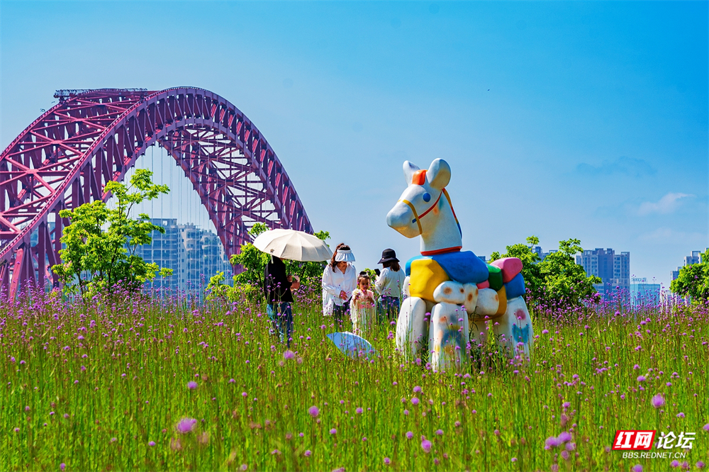 浪漫清水塘城市公园，月见草已花开成海
