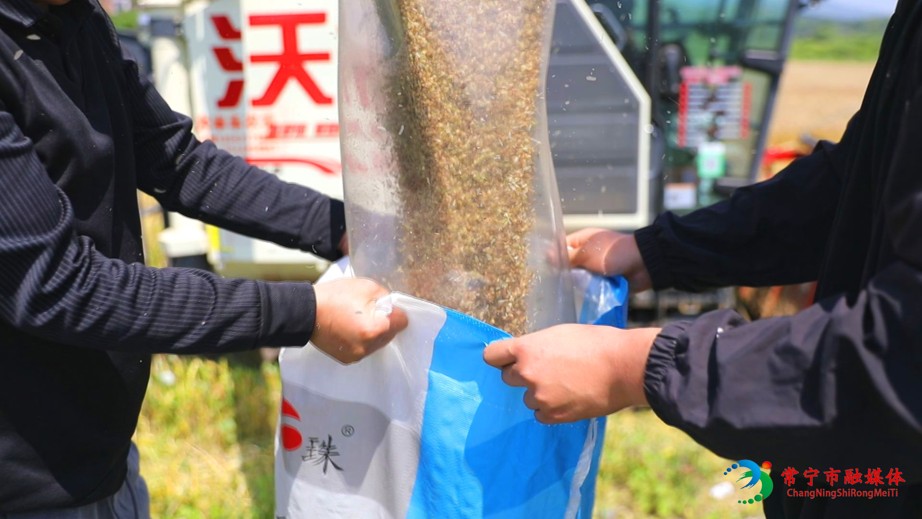 20260506棉油棉麦2.jpg