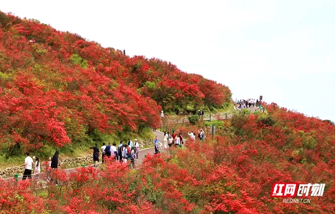 双牌：十万亩杜鹃盛放 假日文旅体验再升级