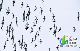 蓝山：灰翅浮鸥做客舜水河 绘就春日生态画卷
