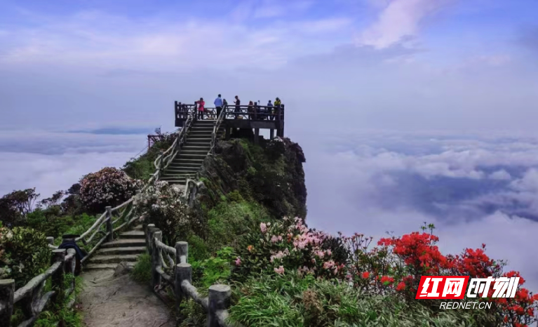 高山杜鹃1_副本.jpg