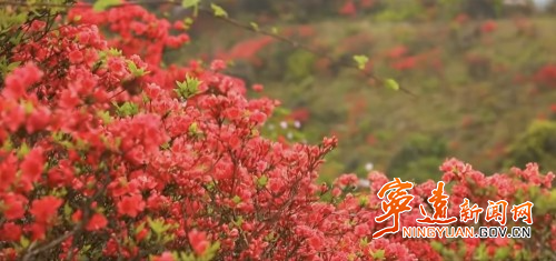 宁远：委员建言落地见效 桐木漯瑶乡杜鹃花海畅迎八方客1_副本500.jpg