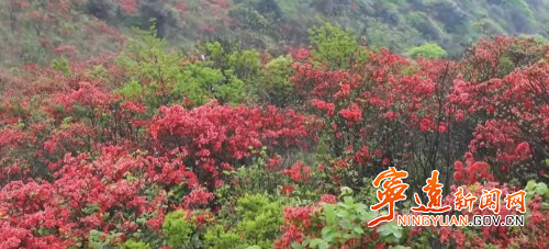 宁远：委员建言落地见效 桐木漯瑶乡杜鹃花海畅迎八方客2_副本500.jpg