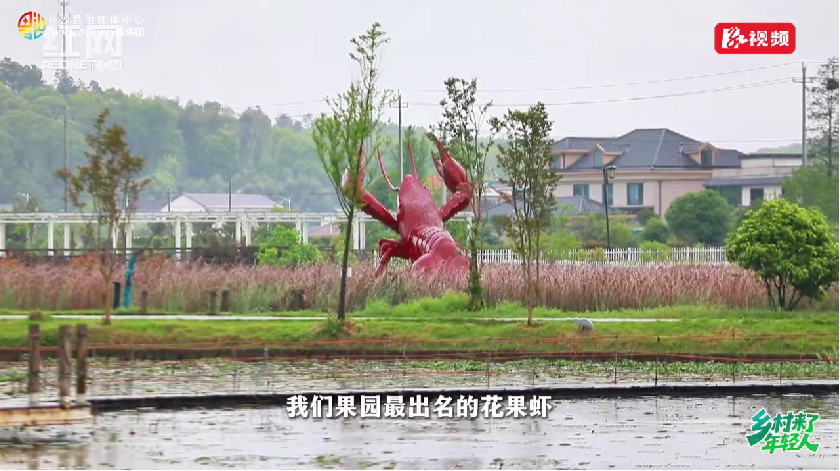 乡村来了年轻人 | 一只小龙虾如何“链”起多元业态