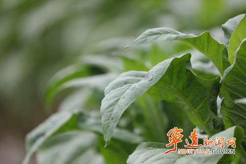【永冲锋·拼经济·促发展】宁远：施肥强管理  守护烟叶好长势3_副本500.jpg