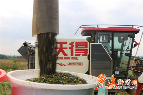 【永冲锋·拼经济·促发展】宁远：300亩油菜喜丰收2_副本500.jpg