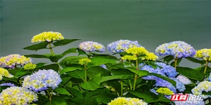 坐标湖南烈士公园，绣球花界的顶流来了