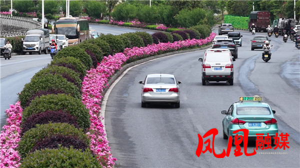 凤凰：一路繁花 月季盛开装扮最美公路[00_07_50][20260510-120648].jpg