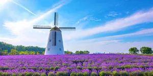 来月亮岛紫兮庄园，收藏初夏第一抹紫