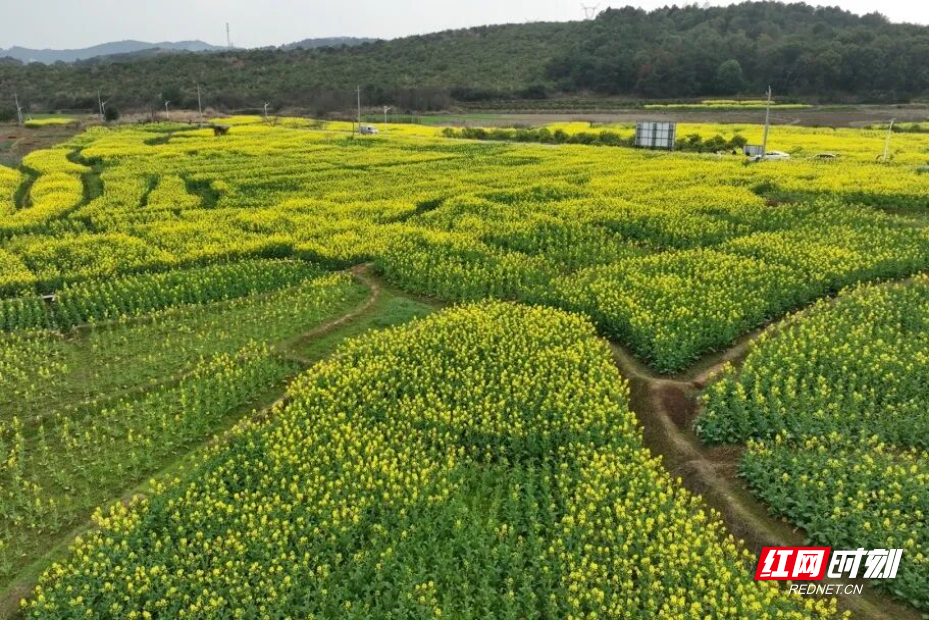 祁阳连片油菜花.jpg 祁阳连片油菜花.jpg