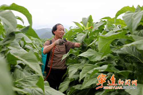 【永冲锋·拼经济·促发展】宁远：打顶抹荪  助力烤烟丰产丰收2_副本500.jpg