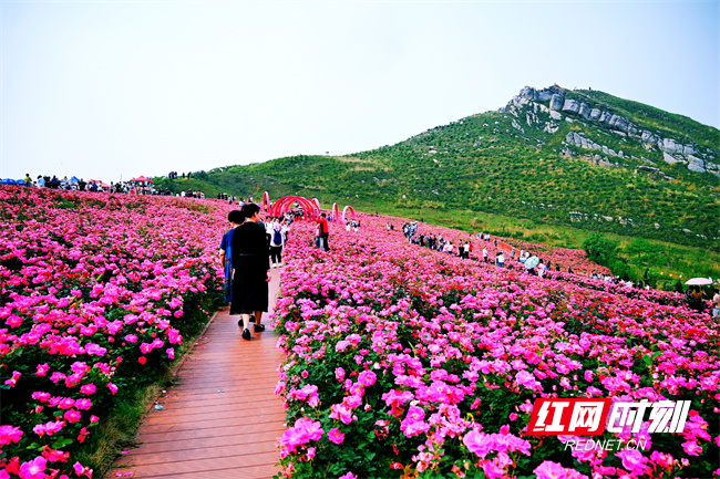 冷水江锡矿山花海.jpg
