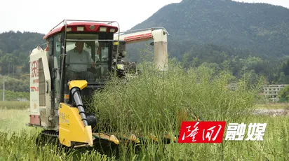 隆回：15.2万亩油菜获丰收 秸秆还田促循环