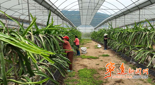 【永冲锋·拼经济·促发展】宁远：九嶷山农创园 台湾果蔬飘香3_副本500.png