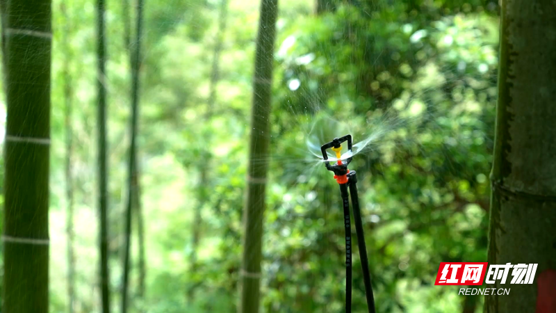 蘑菇 01_副本.png 蘑菇 01_副本.png