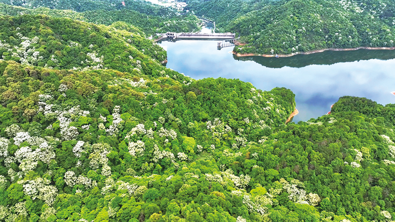 桐花盛放成景