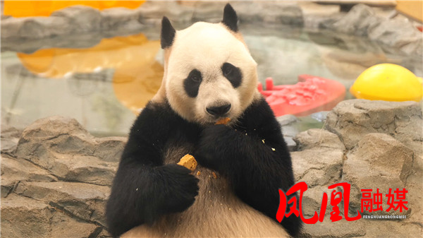 周末外国人看大熊猫[00_01_48][20260519-111120].jpg