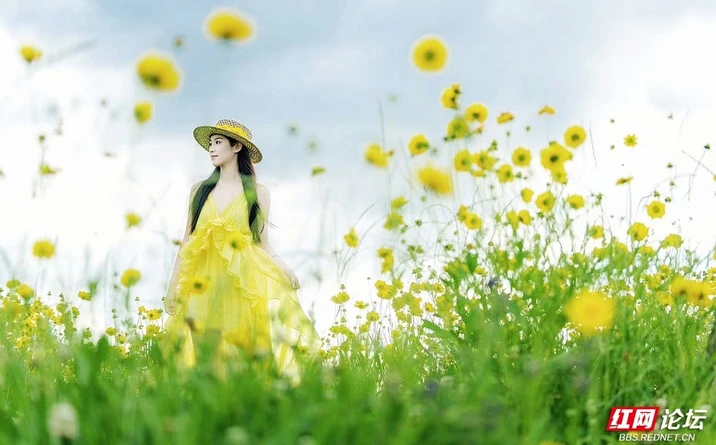 风拂漫野金浪，株洲这里的初夏正温柔
