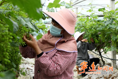 【永冲锋·拼经济·促发展】宁远：葡萄疏果管护忙 特色产业促增收_副本500.jpg