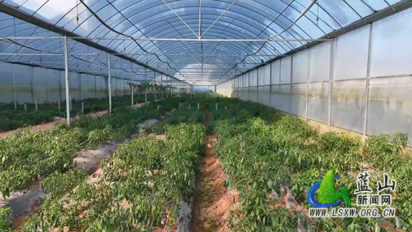 蓝山县塔峰镇保干村：果蔬轮作巧布局  闲置大棚变宝地1.jpg