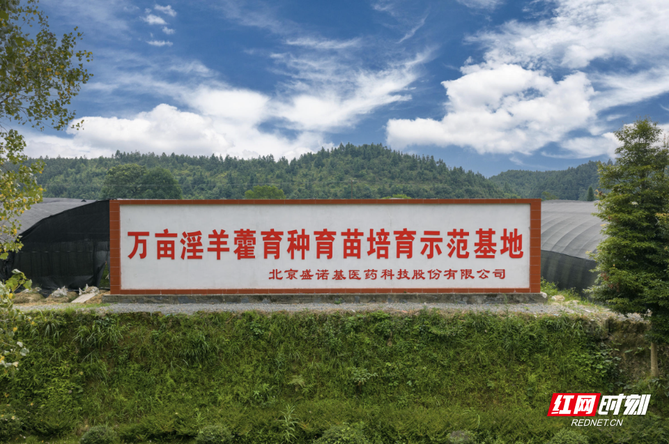 会同淫羊藿万亩种植基地.jpg 会同淫羊藿万亩种植基地.jpg