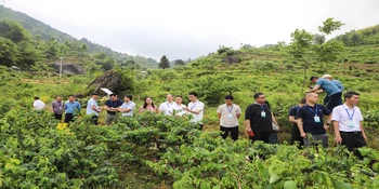 【湖南日报】种植面积居全省第一，综合产值达13亿元 溆浦山银花长成富民“大产业”