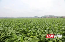 新田：“金叶”待飘香