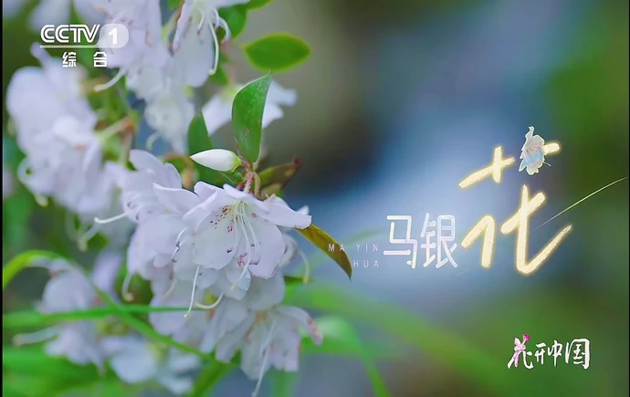 央视《花开中国》重磅开播！宝峰湖，藏着武陵源最雅致的马银花