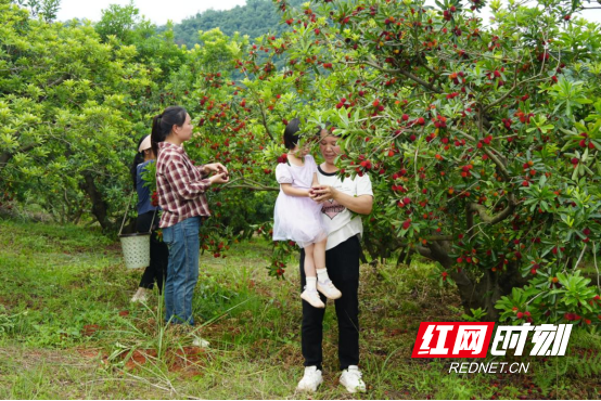 宜章县水浸窝村:杨梅枝头俏 致富众乡邻2827.png 宜章县水浸窝村:杨梅枝头俏 致富众乡邻2827.png