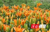 金石桥镇：百合花开引客来 农旅融合放光彩