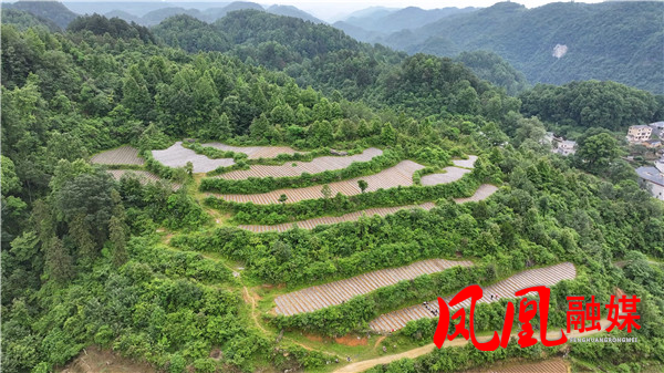 6月2日 (1)旯都洋紫薯种植[00_03_03][20260603-160418].jpg