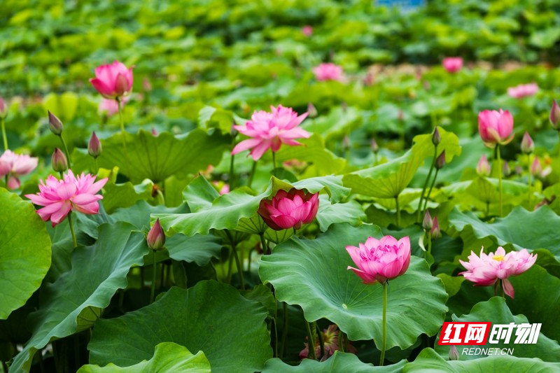 湖南新田:夏日荷花美12.jpg