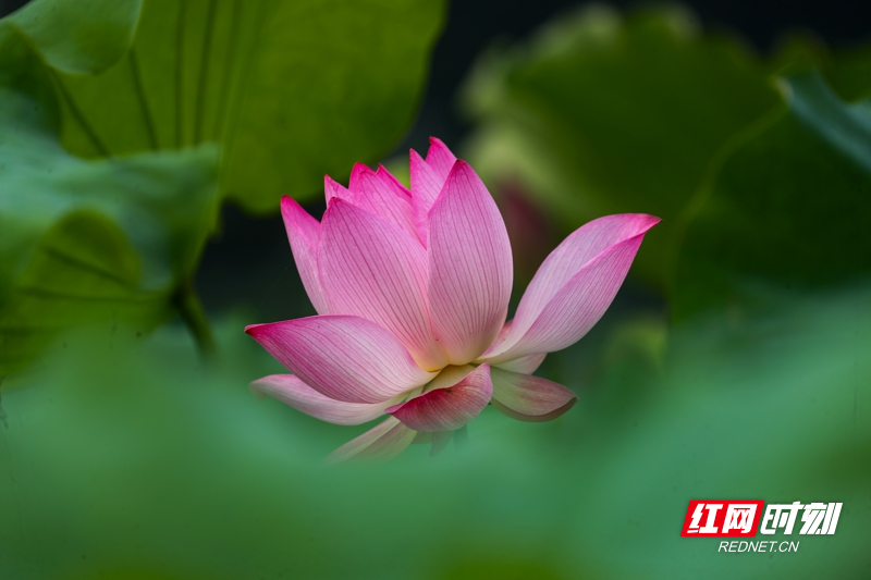 湖南新田:夏日荷花美11.jpg