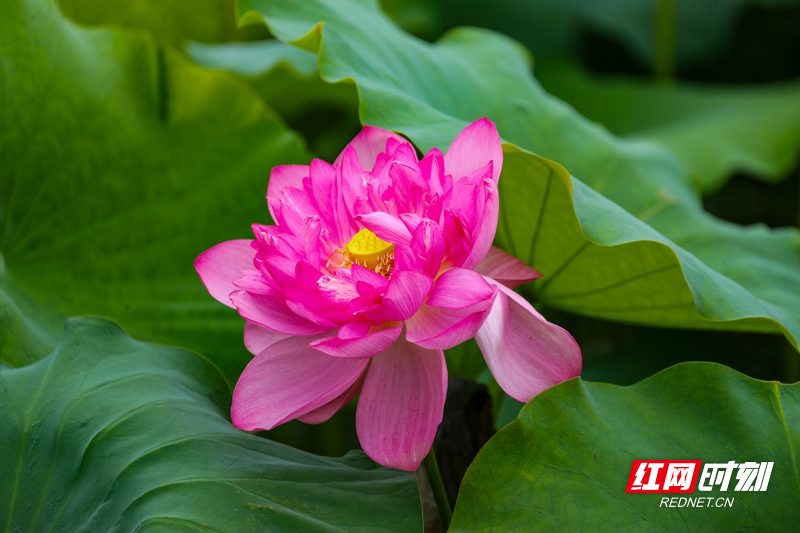 湖南新田:夏日荷花美10.jpg