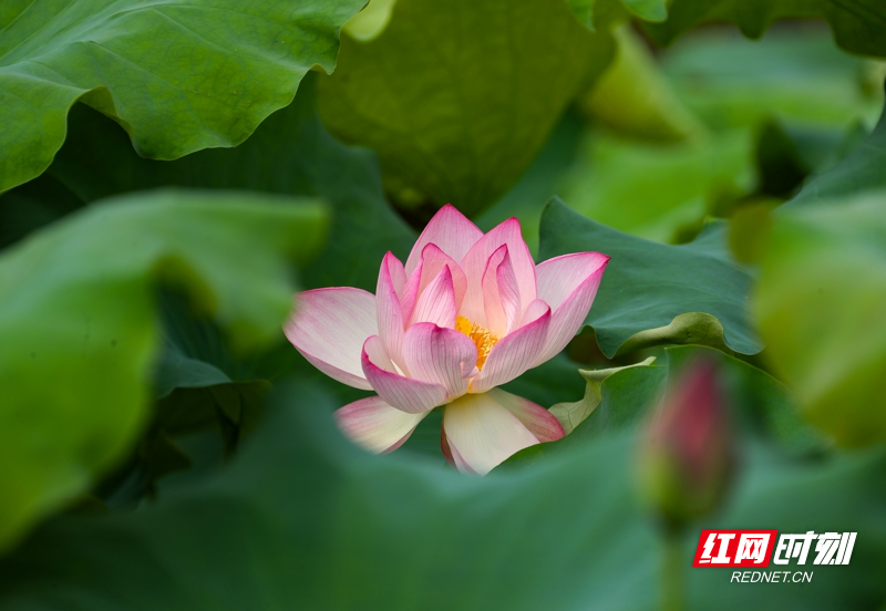 湖南新田:夏日荷花美07.jpg