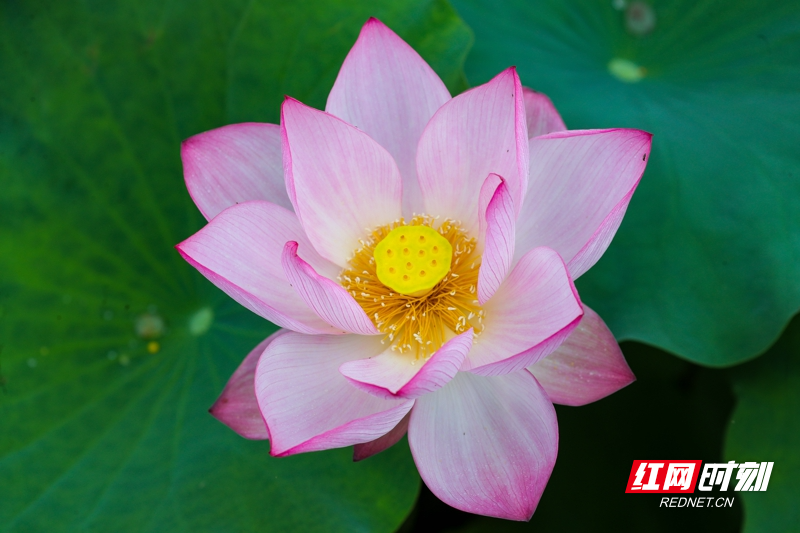 湖南新田:夏日荷花美04.jpg
